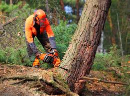 Best Root Management and Removal  in Lake Success, NY